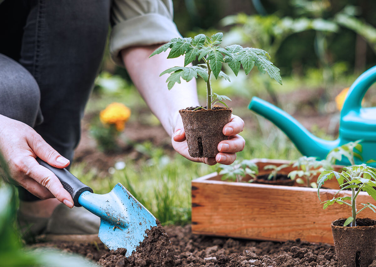 Branding is like a garden - close up photo of a women garding. She is holding a small tomato plant in one hand and a small shovel in the other