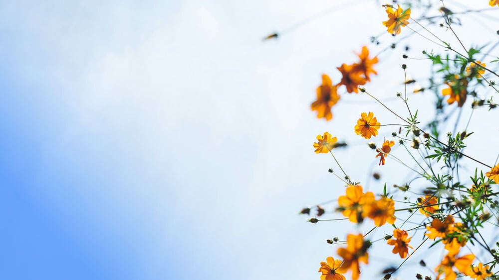 Flowers and sky